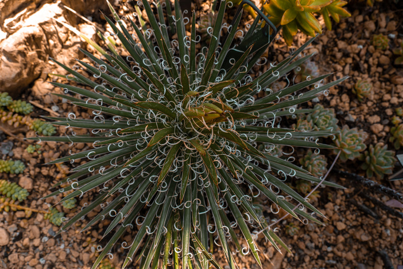 Agave geminiflora - الأغاف ثنائي الأزهار