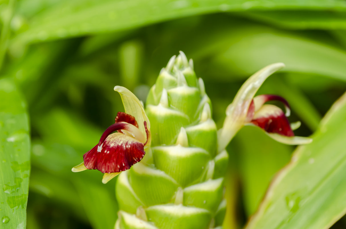 Zingiber officinale 'Ginger' - Ginger Plant