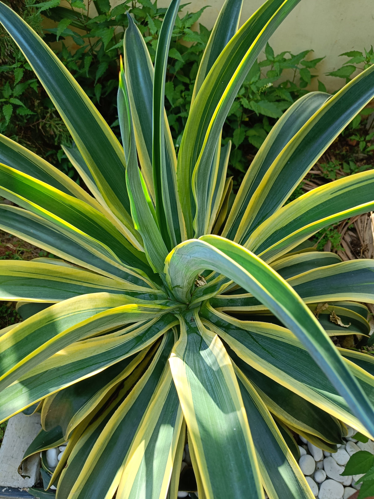 Agave 'El Miradores Gold' - El Miradores Gold Agave