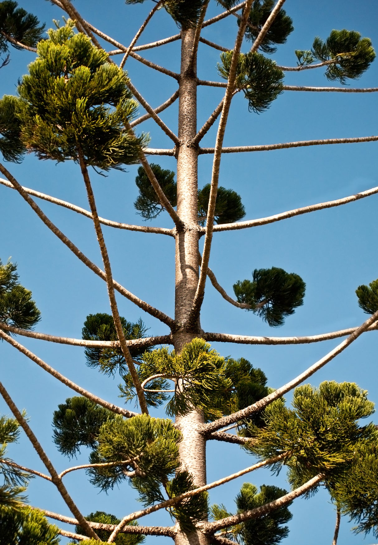 Araucaria bidwillii - Bunya Pine Tree