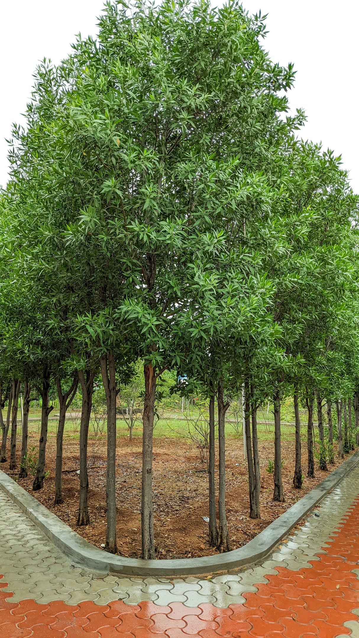 Conocarpus erectus - buttonwood