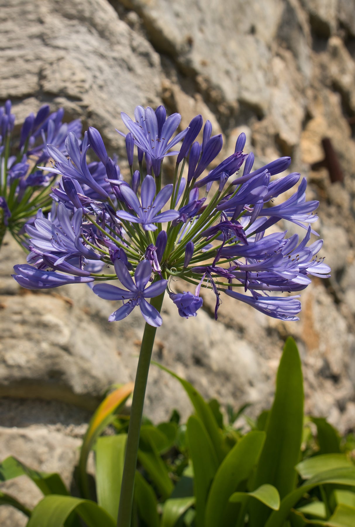 Agapanthus 'Purple Cloud' - Purple Cloud Agapanthus