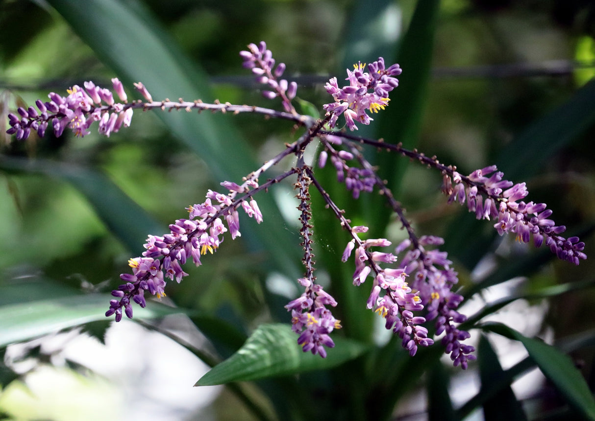 Cordyline stricta - Stricta Cordyline