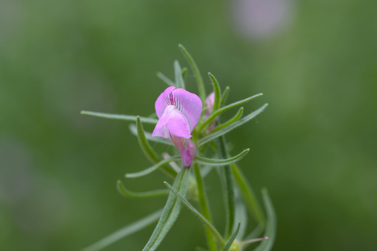 Antirrhinum orontium (Misopates) - weasels snout