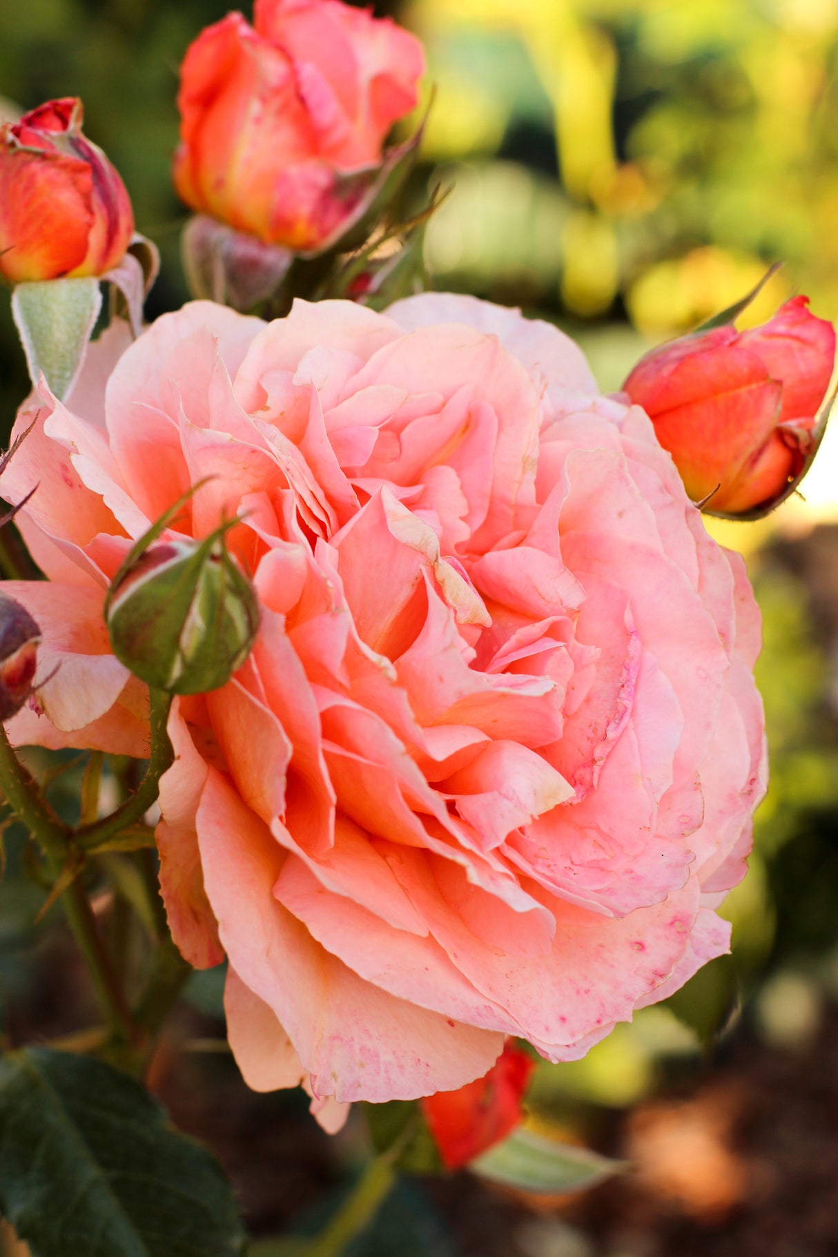 Camellia sasanqua 'Rose Ann' - Rose Ann Camellia