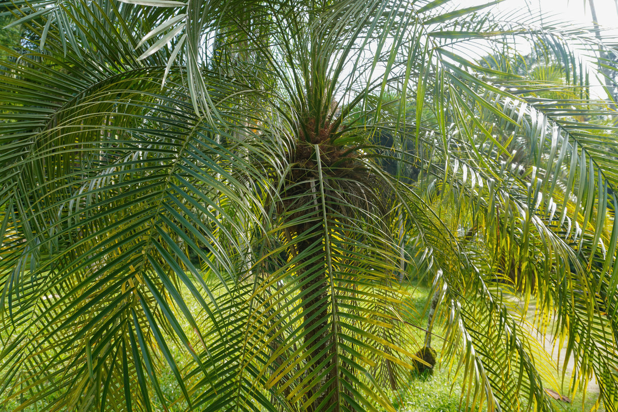 Phoenix roebelenii - Pygmy Date Palm