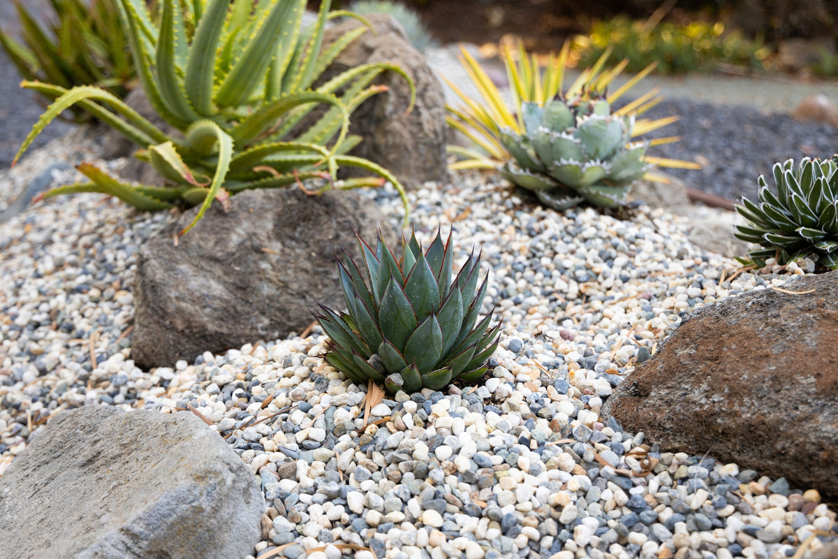 Agave 'Blue Glow' - Blue Glow Agave