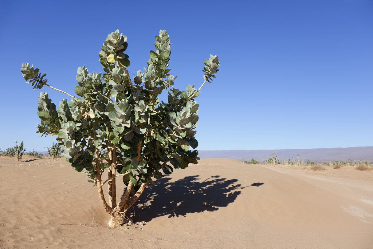 Calotropis procera - Apple of Sodom