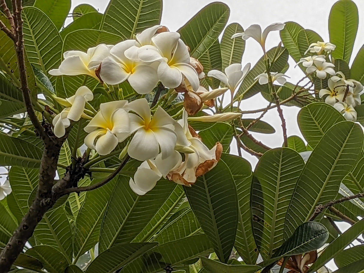 Plumeria alba obtusa - Frangipani