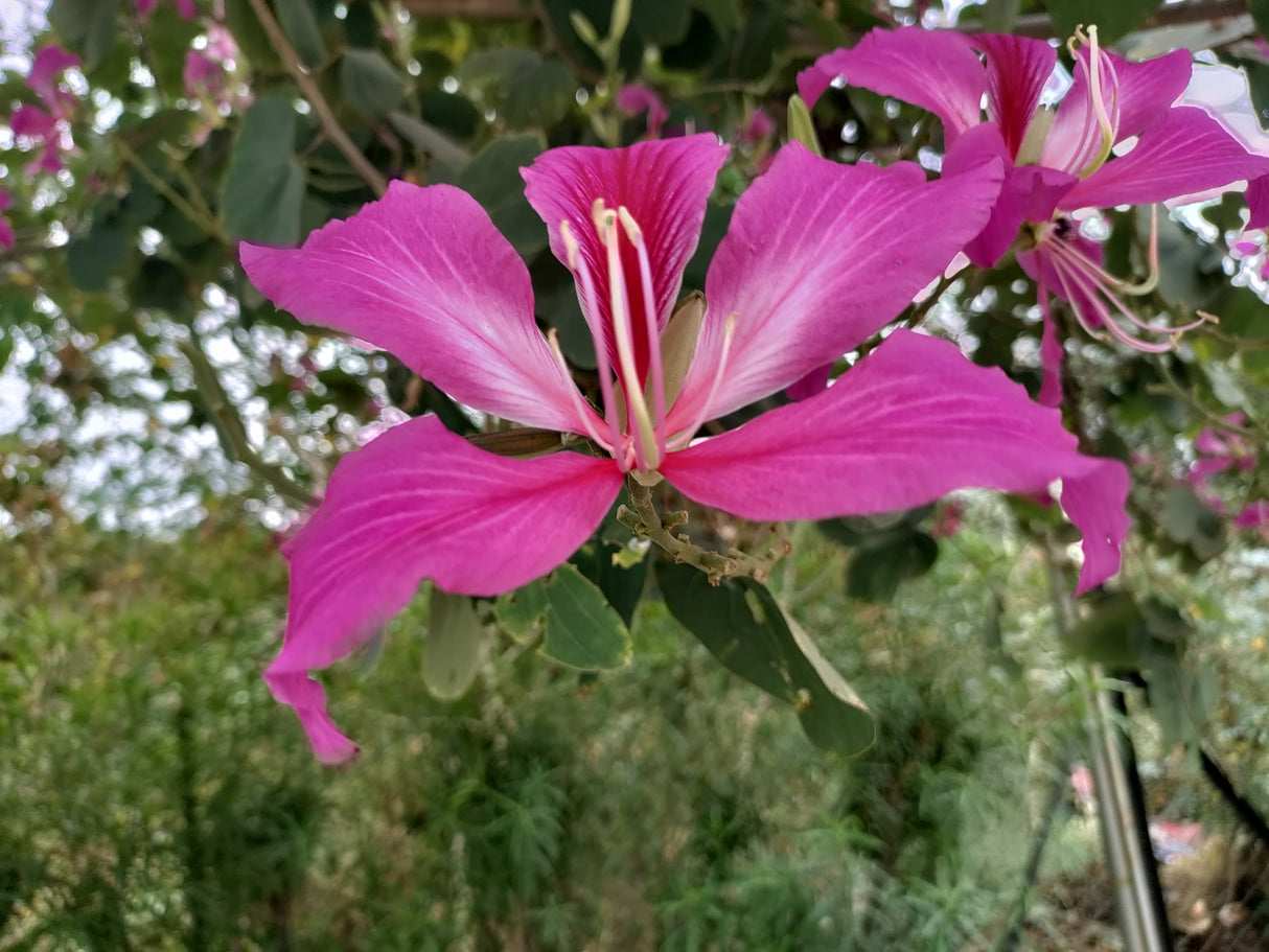 Bauhinia × blakeana - Hong Kong Orchid Tree