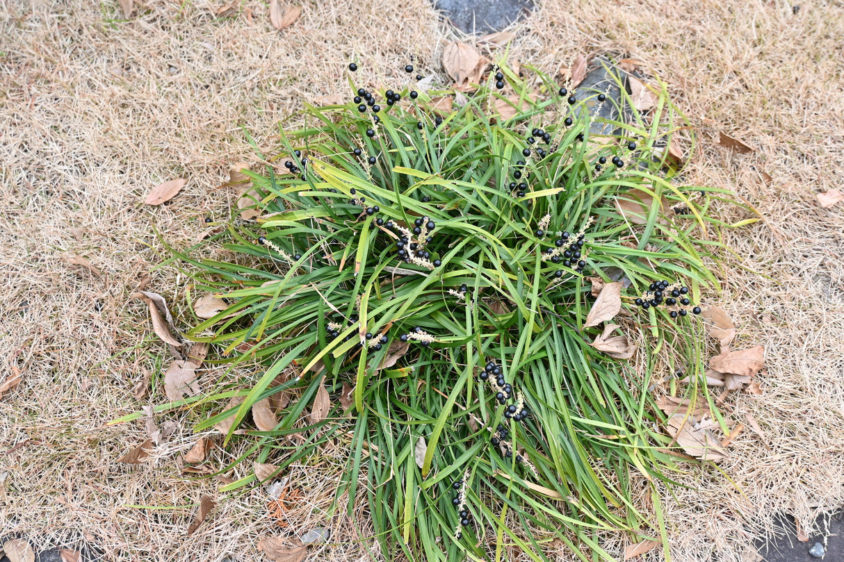 Liriope muscari 'Big Blue' - Big Blue Liriope