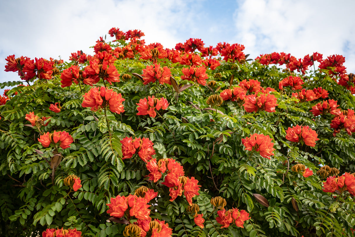 Spathodea campanulata - African Tulip Tree