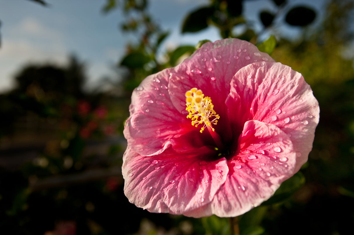 Hibiscus 'Lollipops' - Lollipops Hibiscus