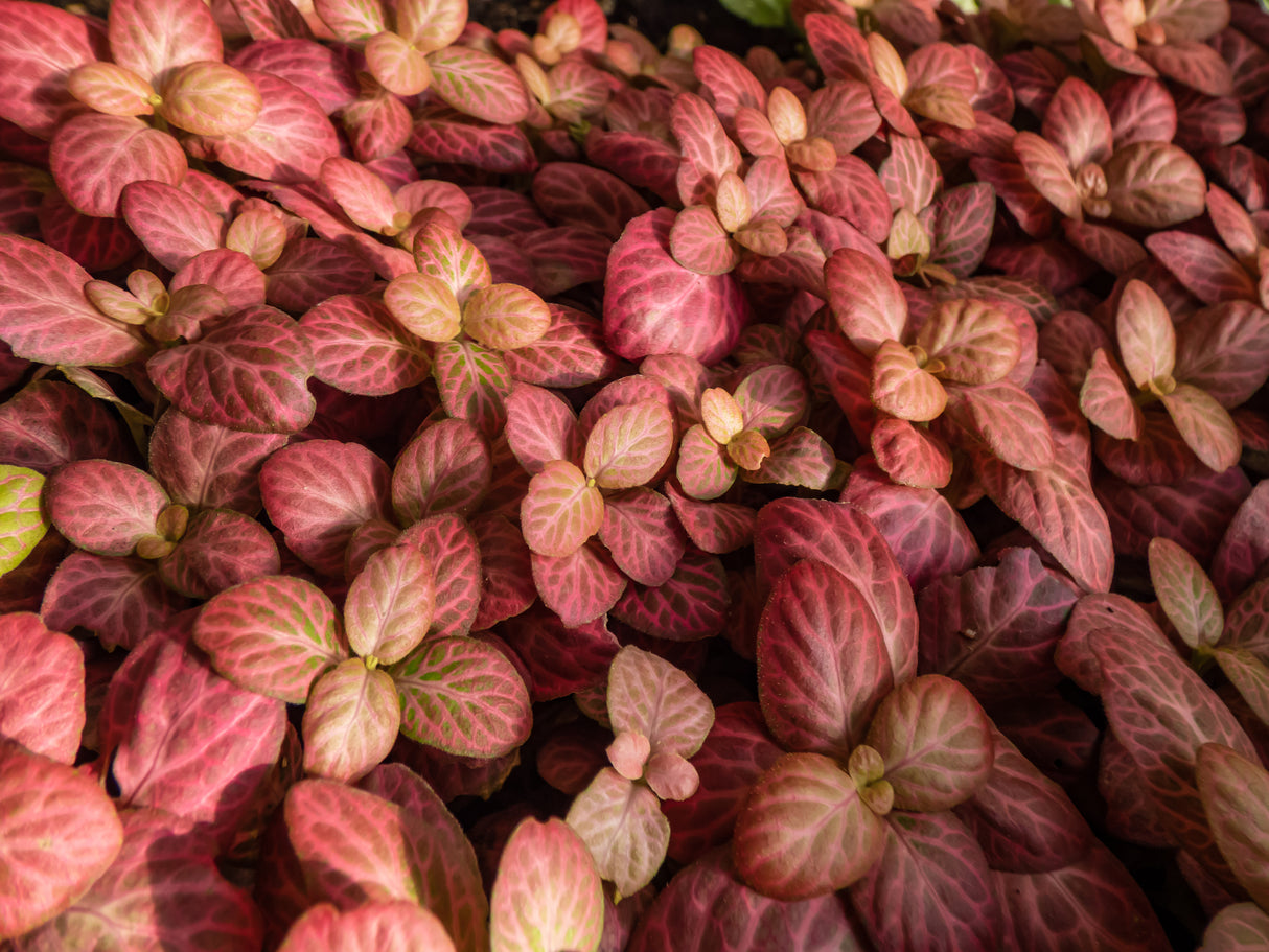 Fittonia 'Red Flame' - Red Flame Nerve Plant