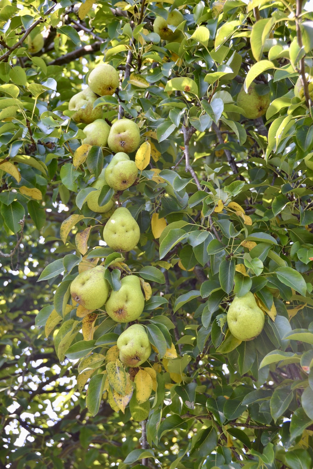 Pyrus communis - Common Pear Tree