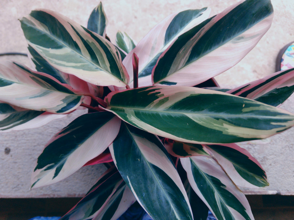 Stromanthe sanguinea Triostar - Triostar Prayer Plant