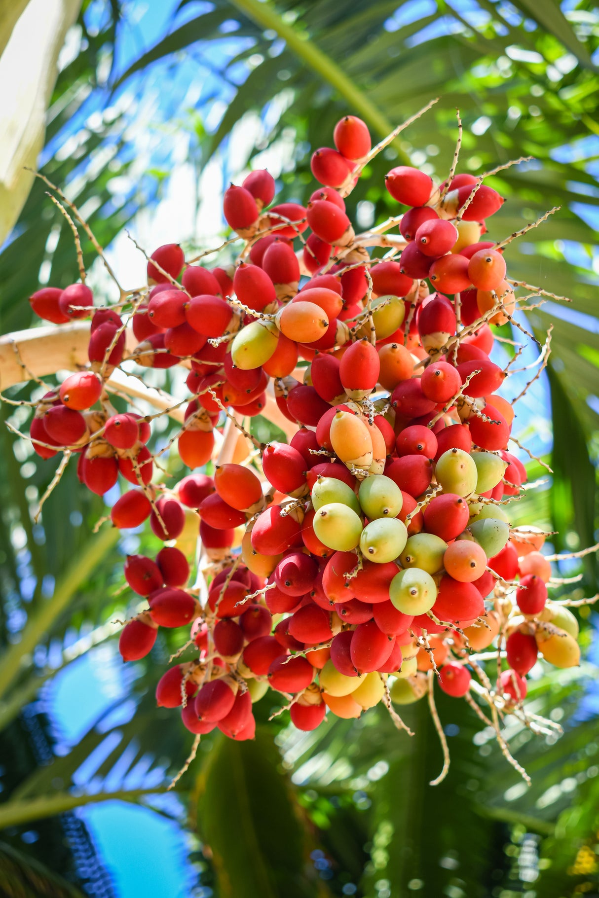 Pseudophoenix sargentii - Sargent's Cherry Palm