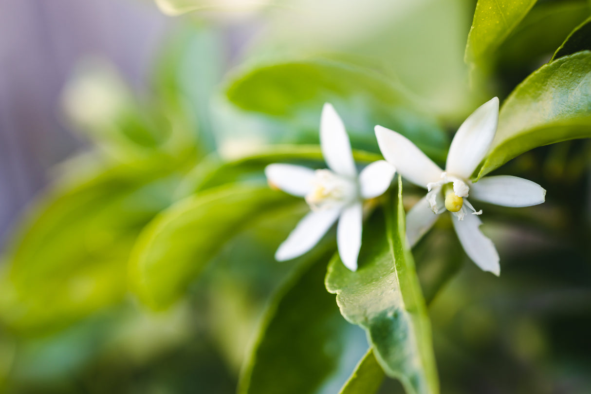 Citrus latifolia 'Tahitian' - Tahitian Lime Tree