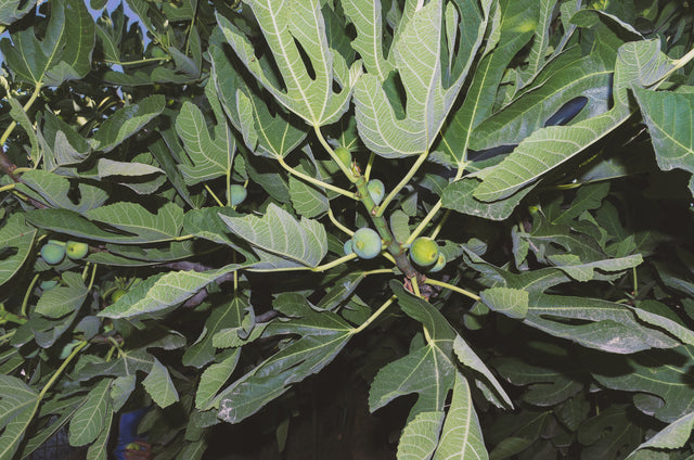 Ficus microcarpa hillii ‘Flash’ - Flash Fig