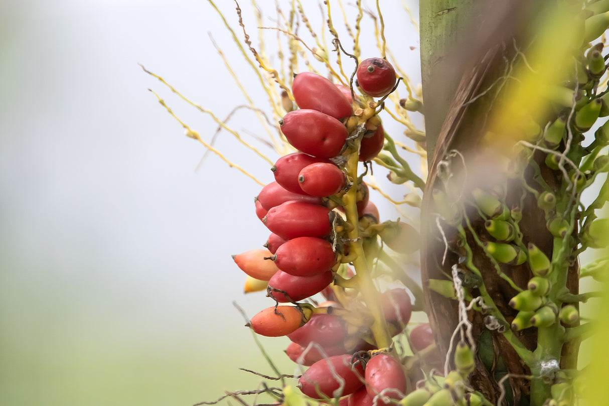 Areca triandra – Triandra Palm