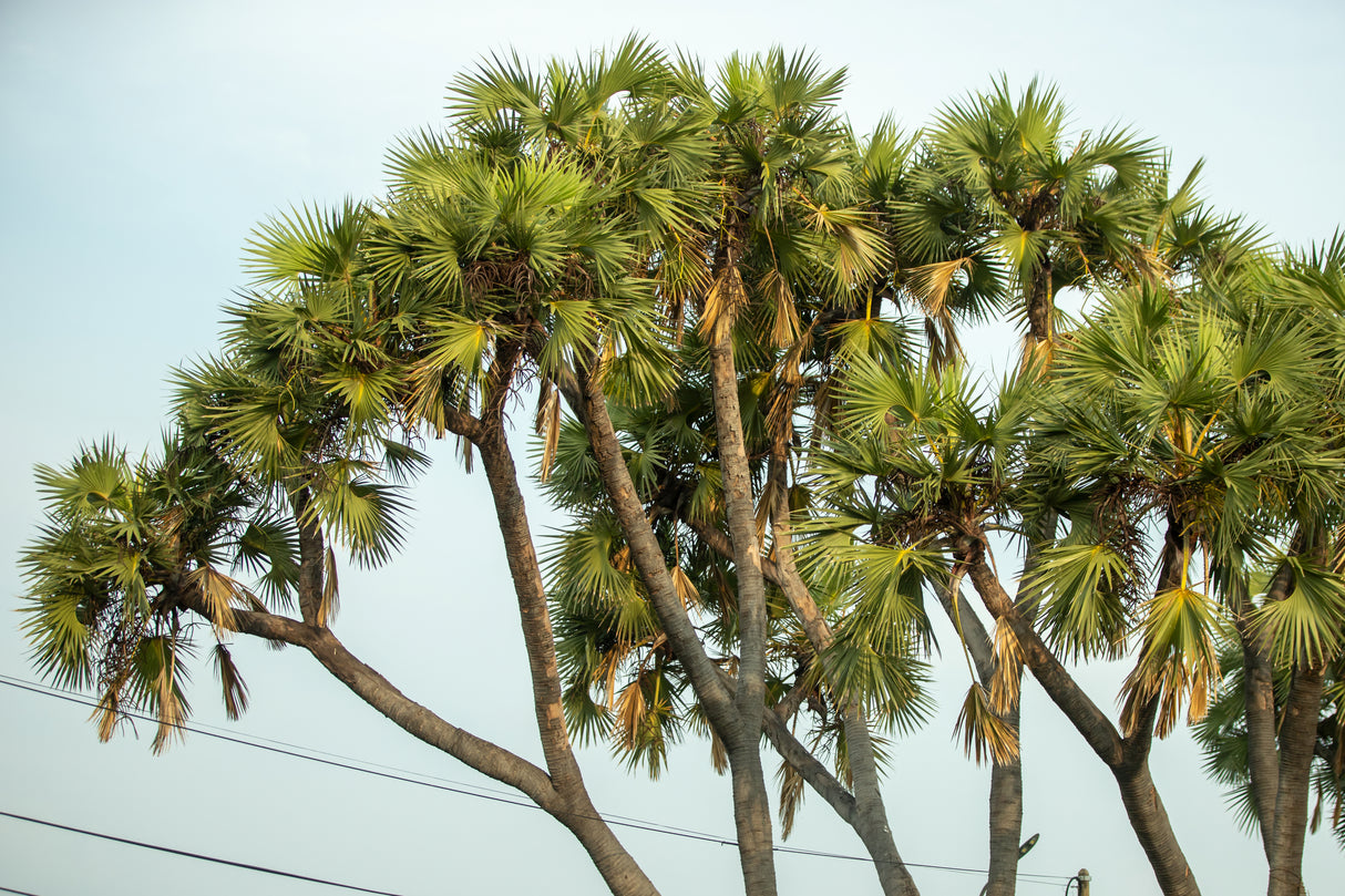 Hyphaene thebaica - doum palm