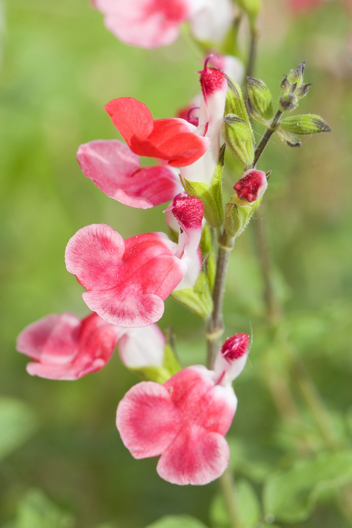 Salvia microphylla 'Hot Lips' - Hot Lips Sage