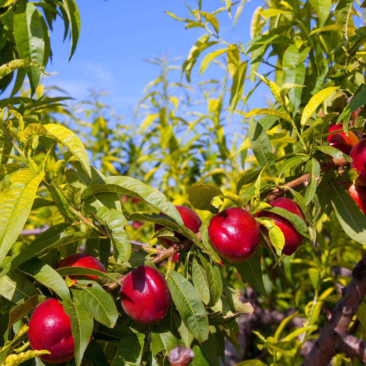 Prunus persica var. nucipersica 'Sunbob' - Sunbob Nectarine Tree