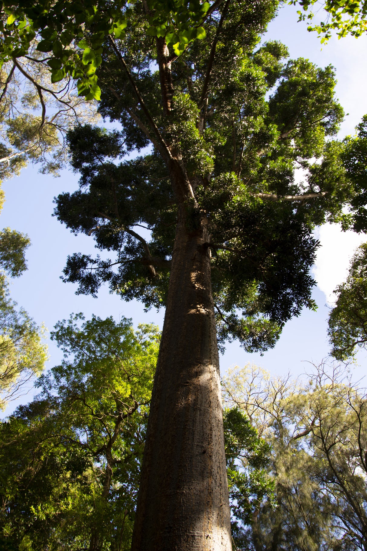 Agathis Robusta - Queensland Kauri Pine