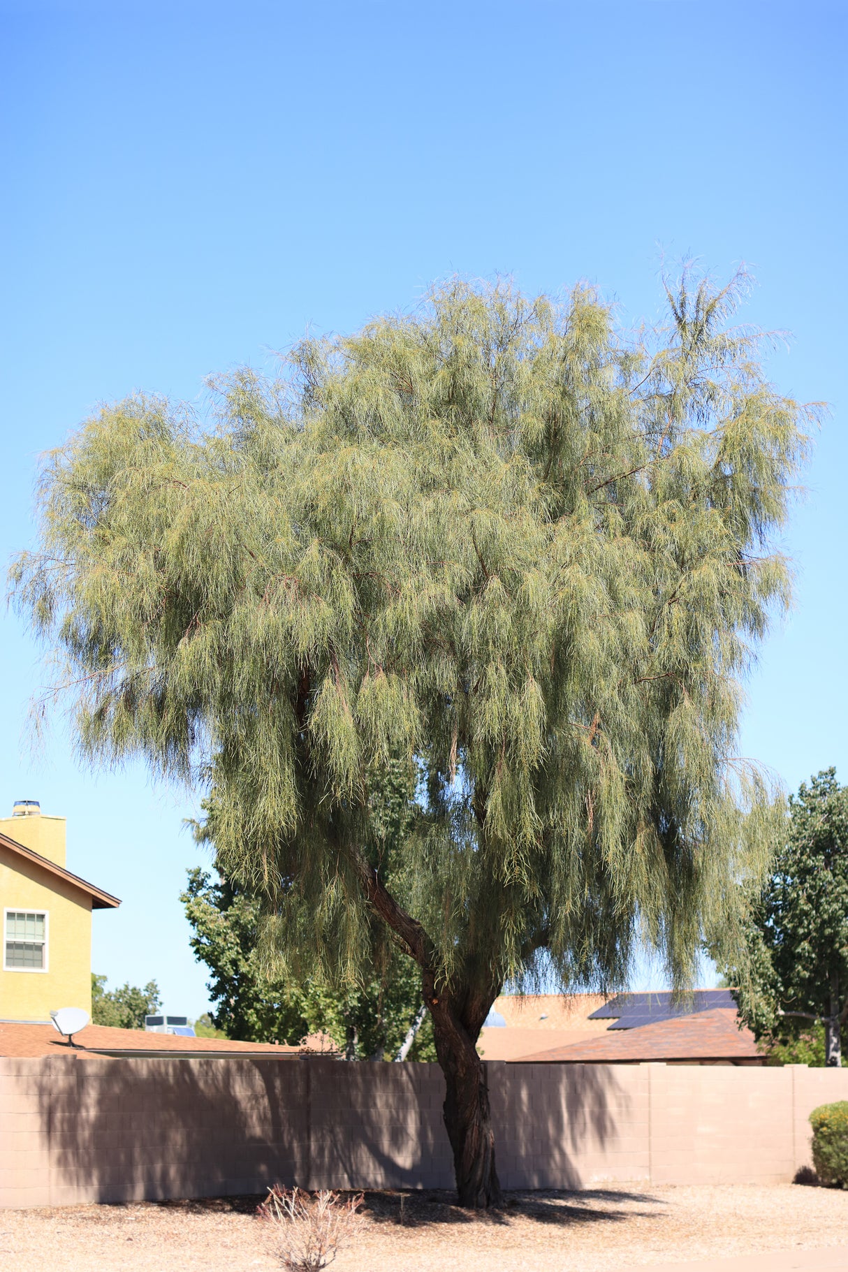 Acacia stenophylla - River Cooba (Eumong)