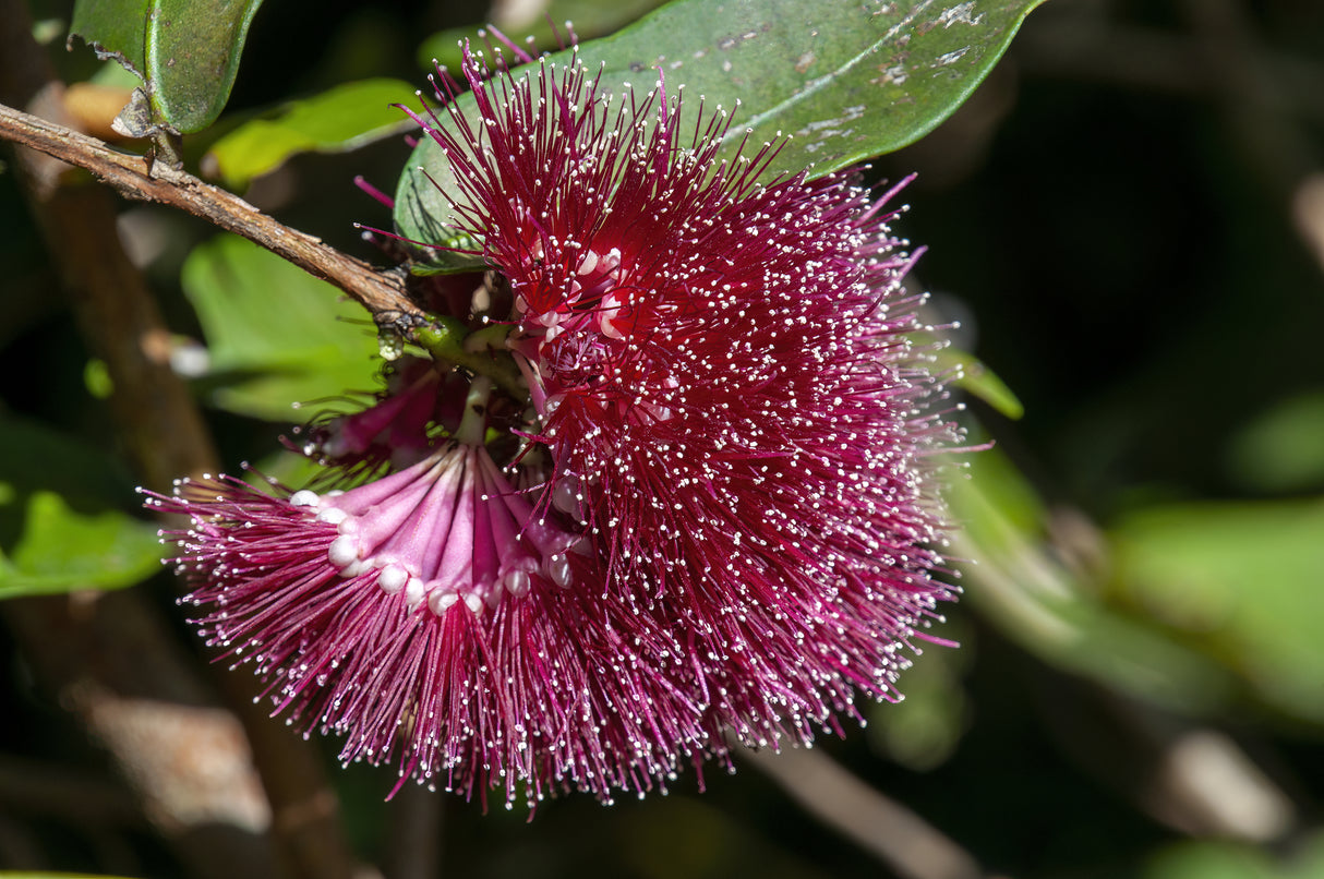 Syzygium australe 'Northern Select' - Lilly Pilly Northern Select