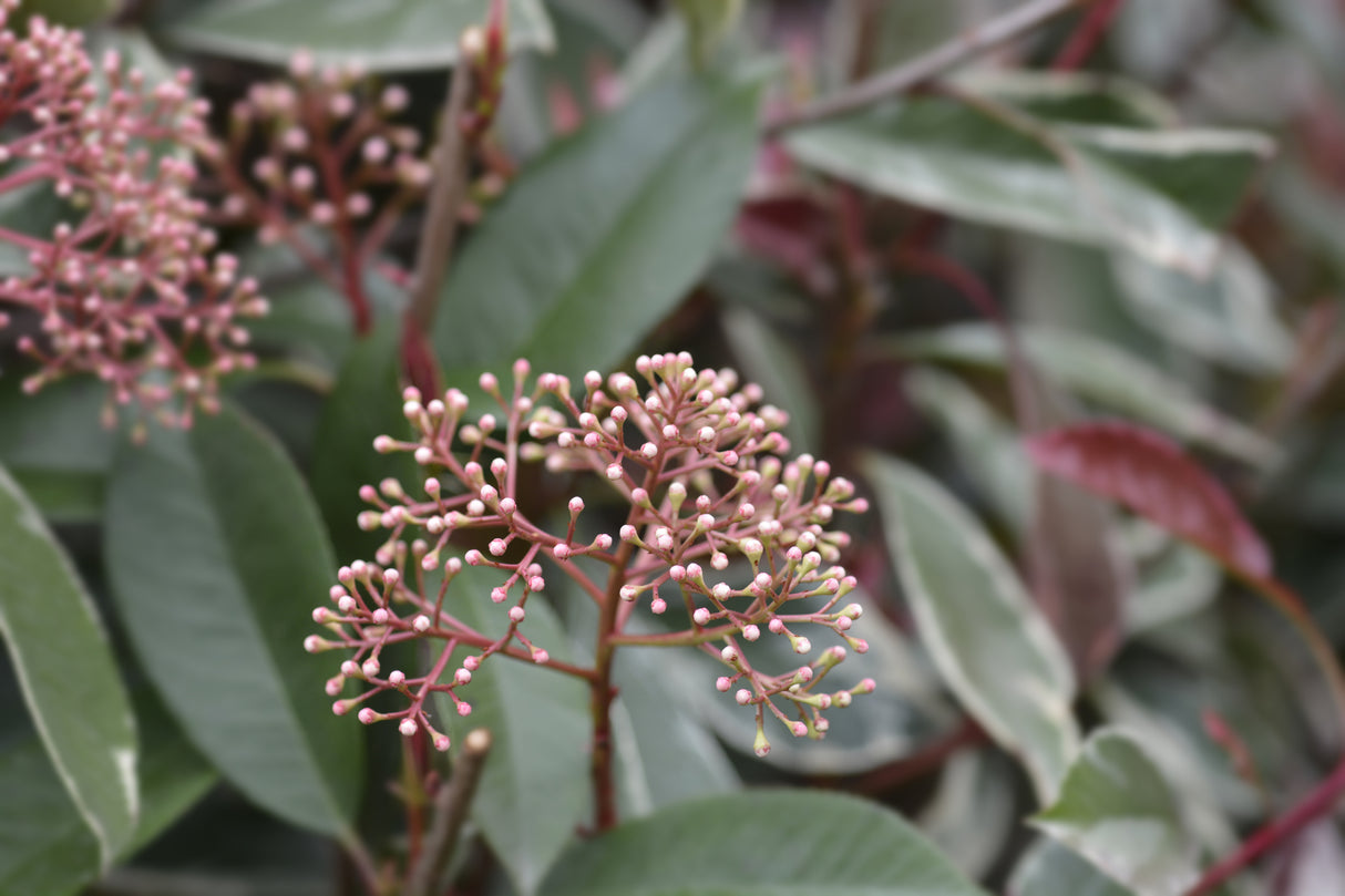 Photinia 'Pink Marble' - Pink Marble Photinia