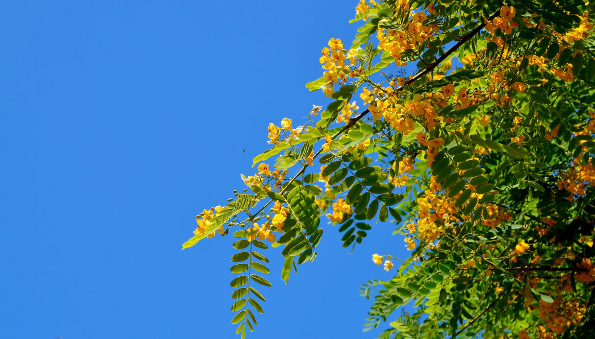 Peltophorum africanum - African Wattle