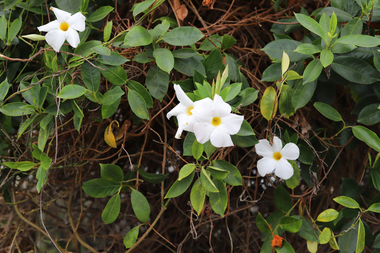 Dipladenia sanderi - My Fair Lady