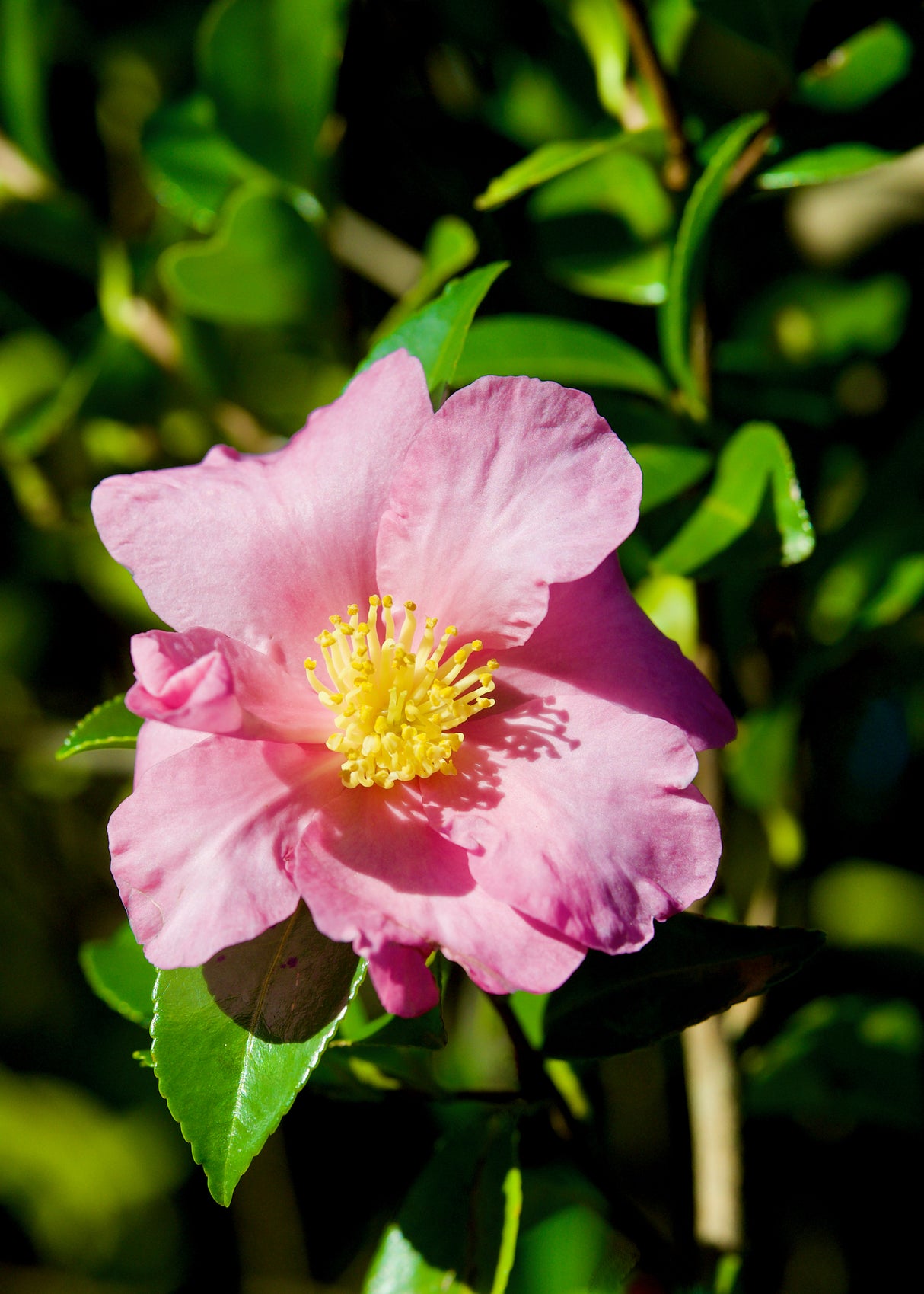 Camellia sasanqua 'Paradise Pearl' - Paradise Pearl Camellia