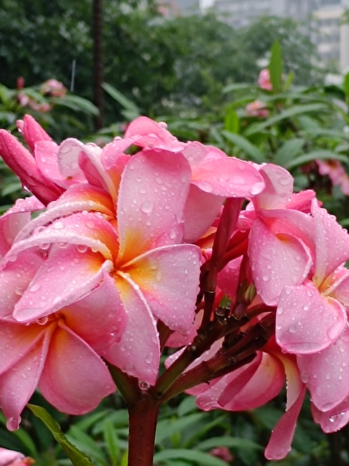 Plumeria Rubra - Red Frangipani