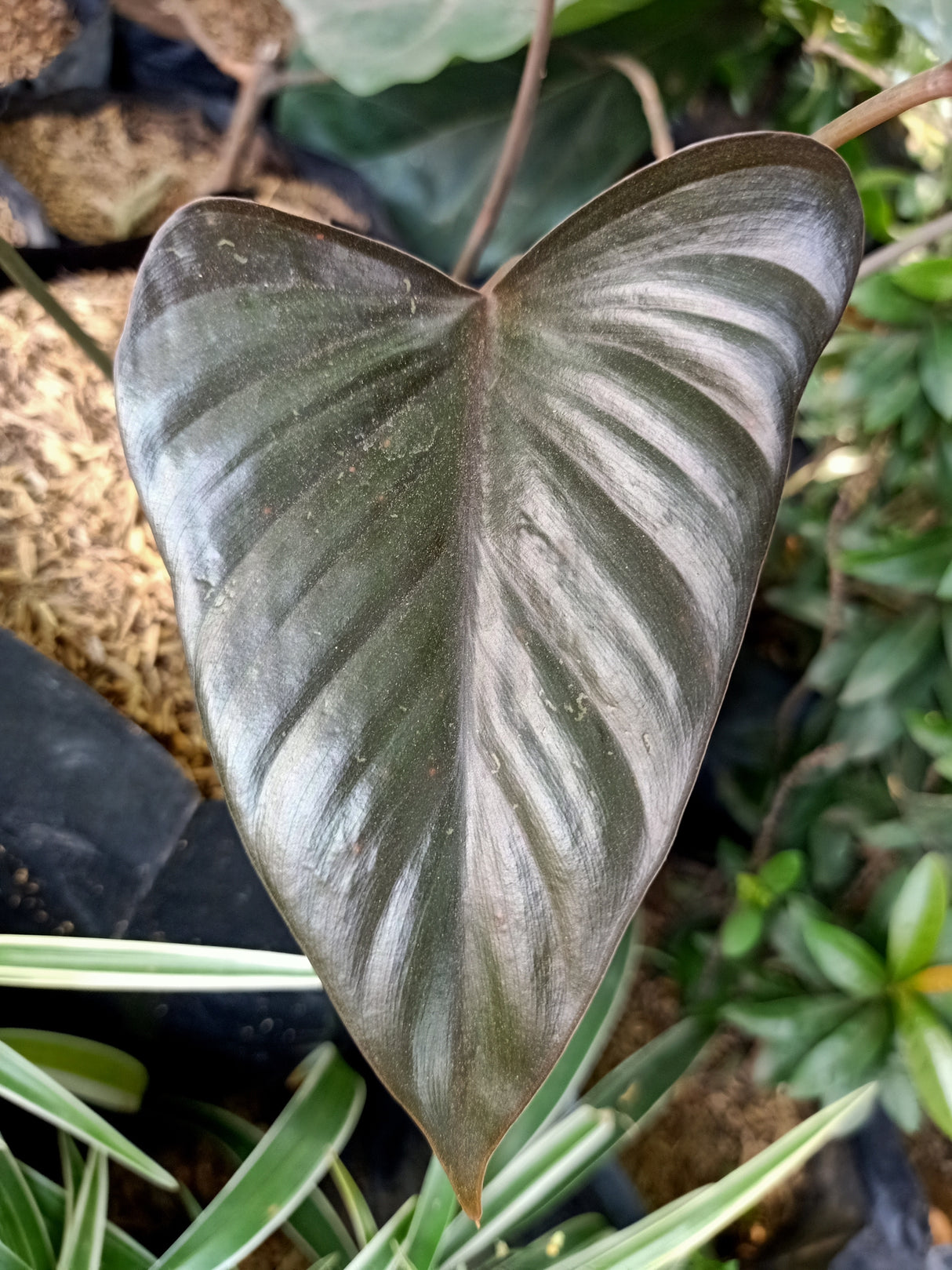 Philodendron 'Imperial Red' - Imperial Red Philodendron