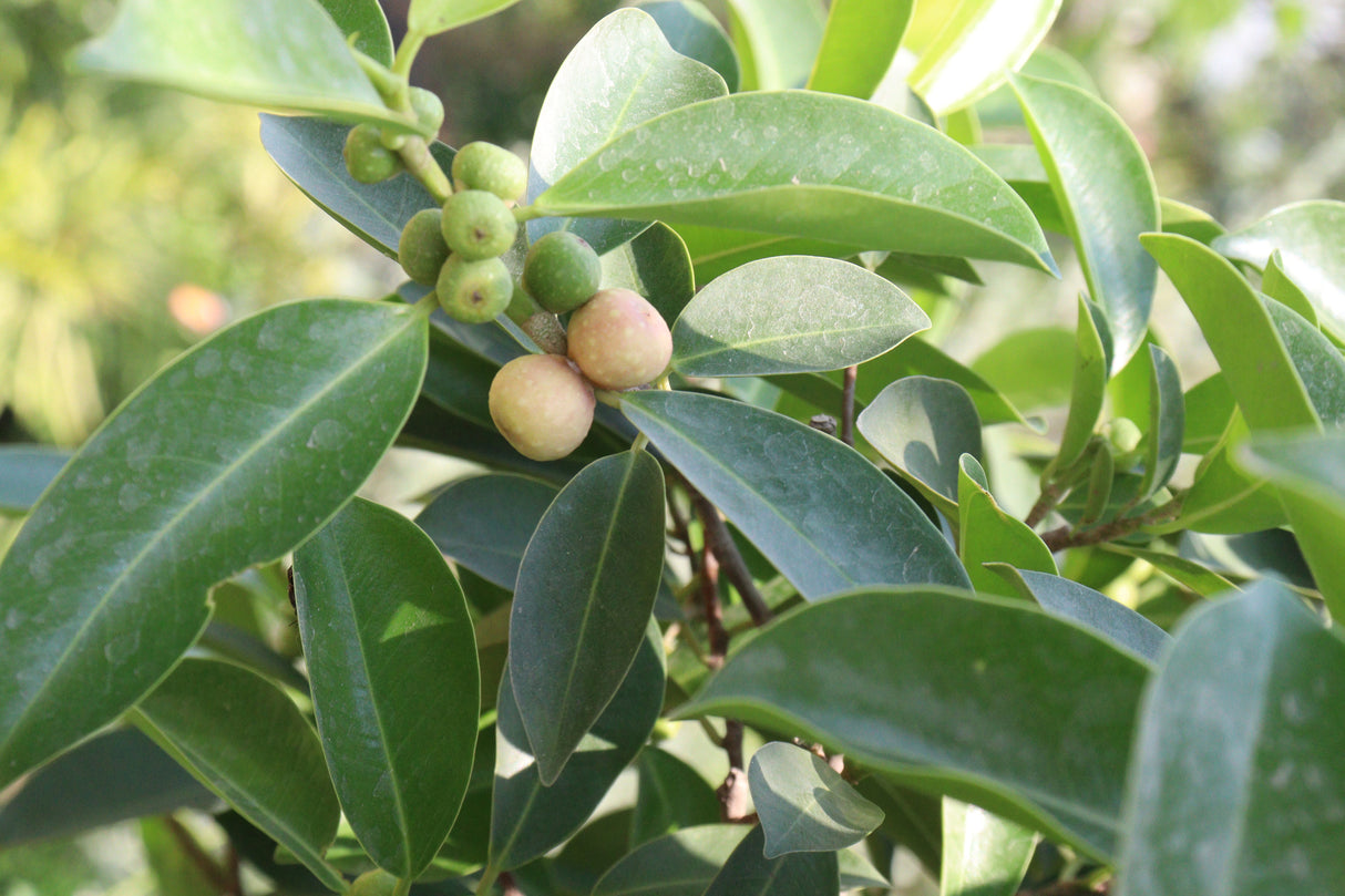 Ficus retusa - Banyan Fig