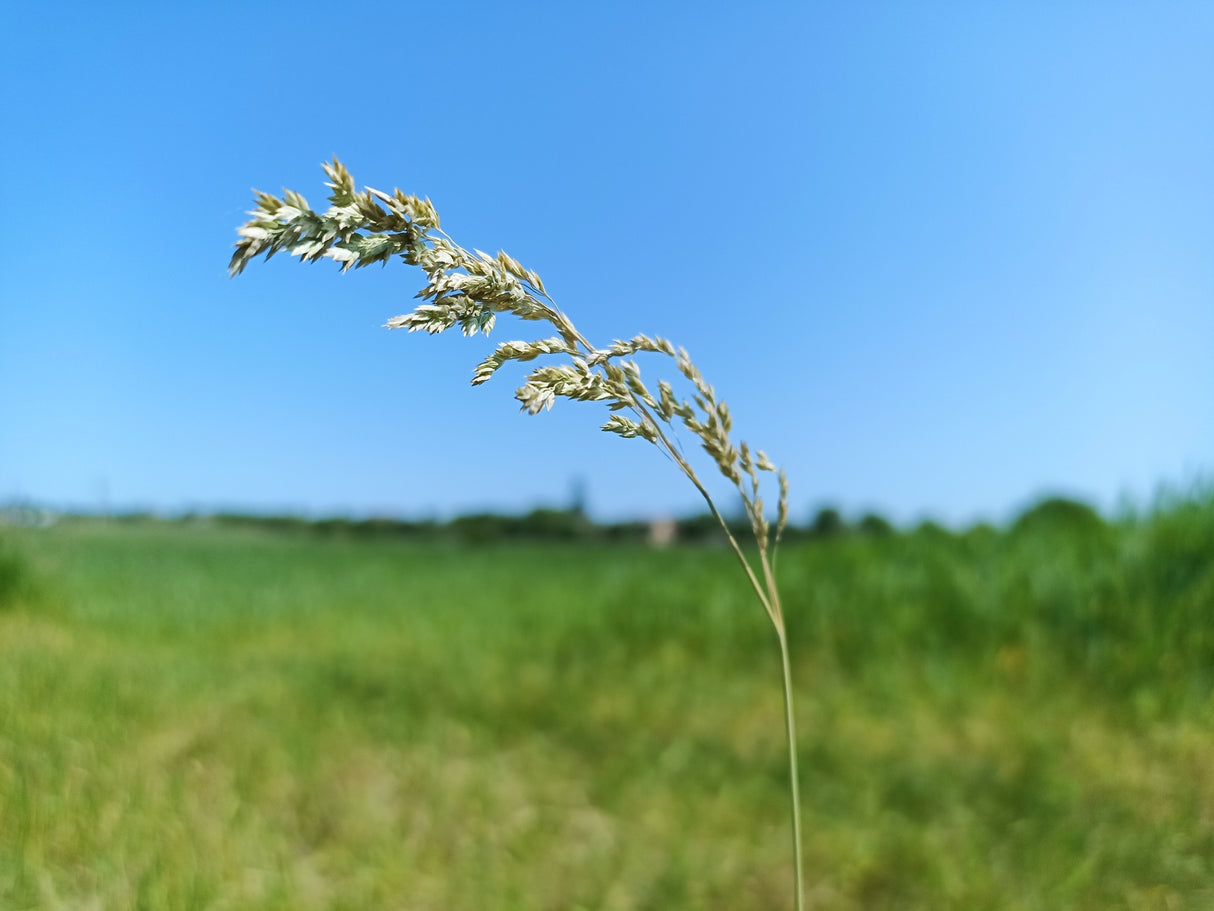 Poa labillardieri - Common Tussock Grass