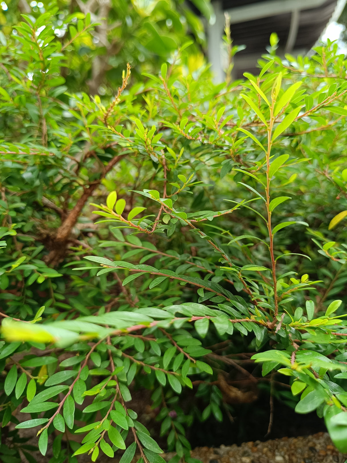 Phyllanthus multiflorus - Multiflorous Phyllanthus