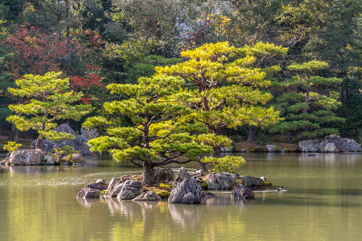 Pinus thunbergii - Japanese Black Pine