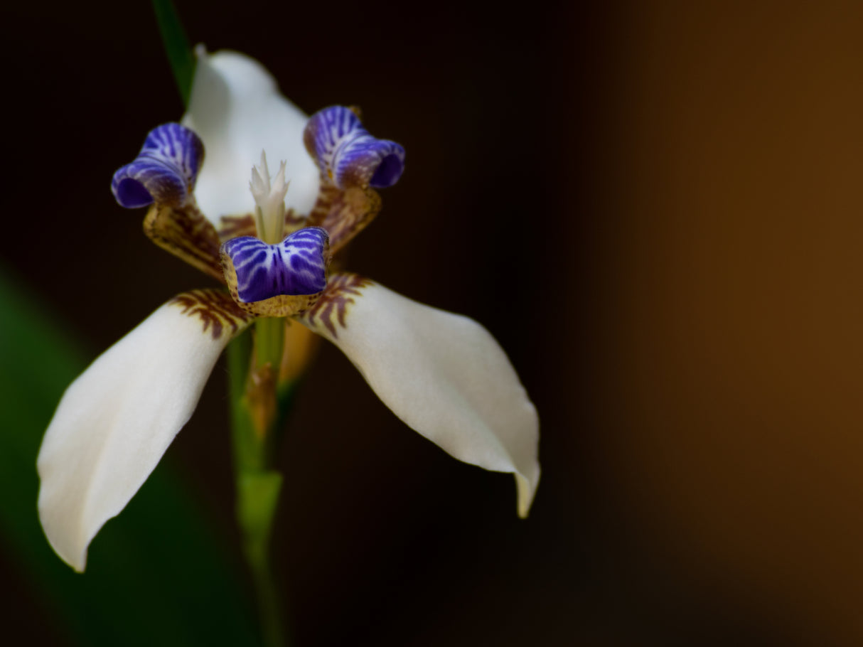 Neomarica gracilis - Walking Iris