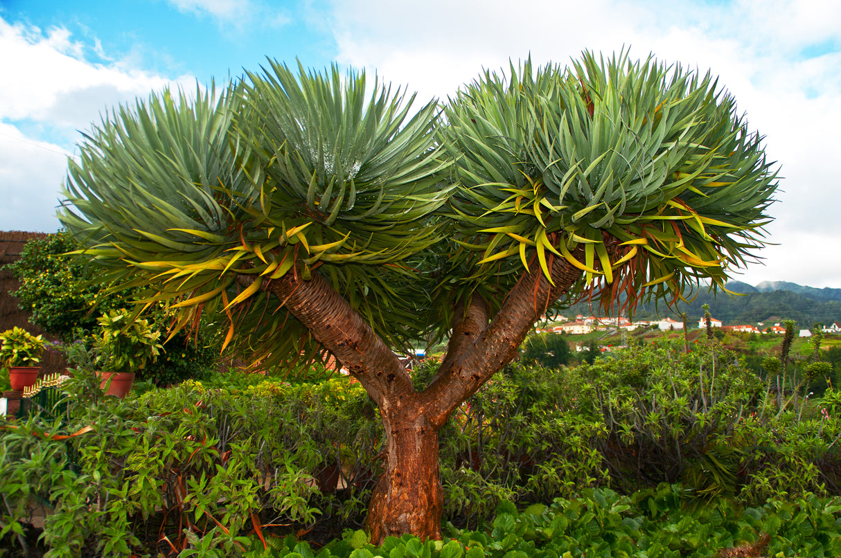 Dracaena draco - Dragon Tree