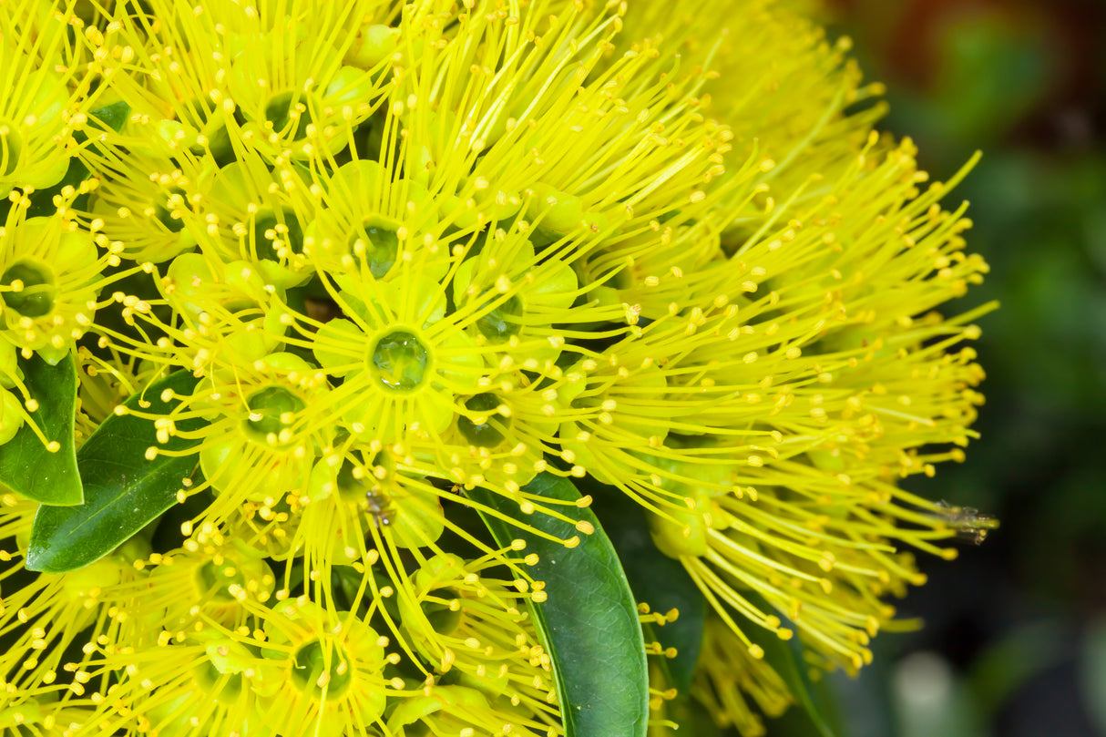 Xanthostemon chrysanthus - Golden Penda