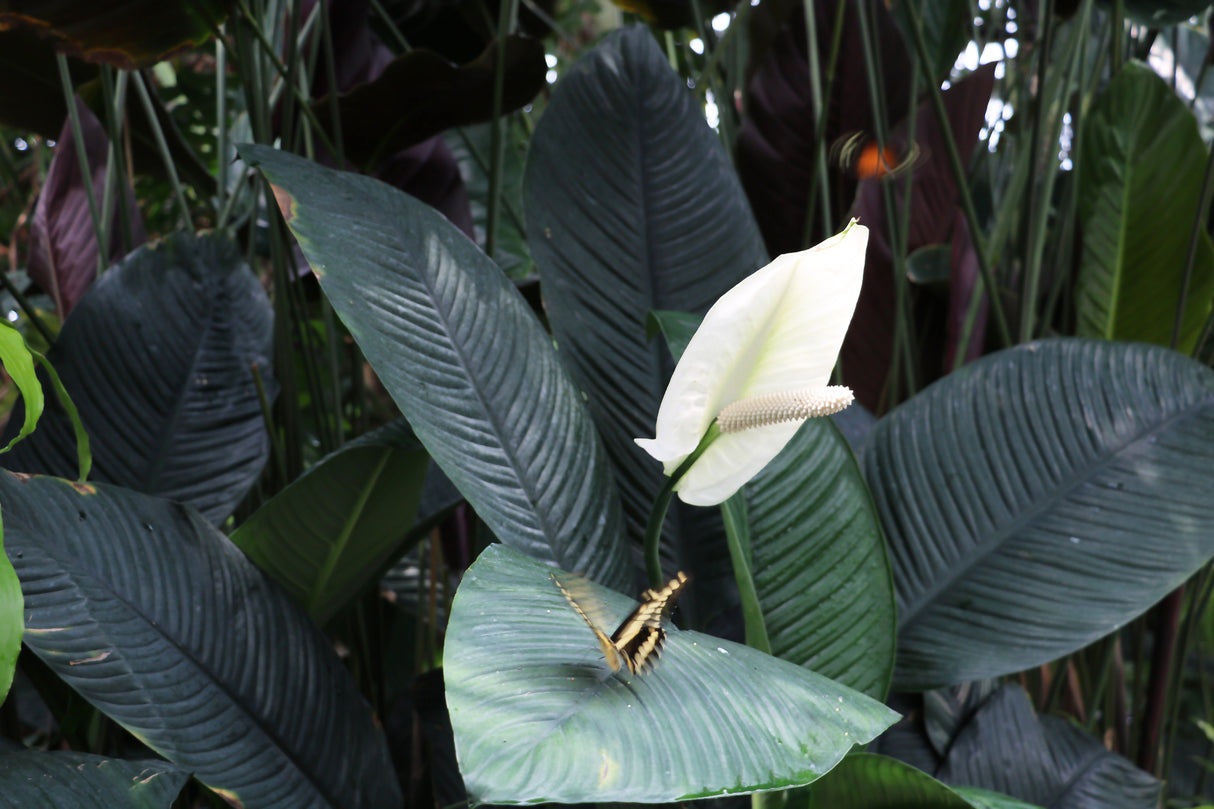 Spathiphyllum 'Sensation' - Sensation Peace Lily