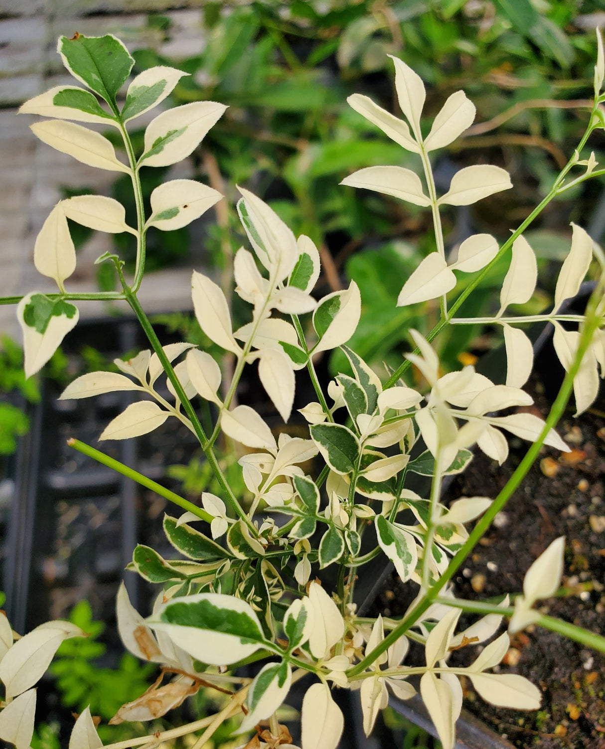 Trachelospermum jasminoides 'Tricolor' - Variegated Jasmine