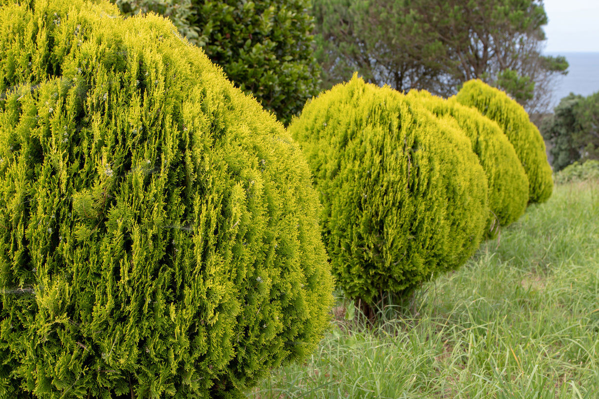 Thuja orientalis 'Nana Aurea' - Golden Biota