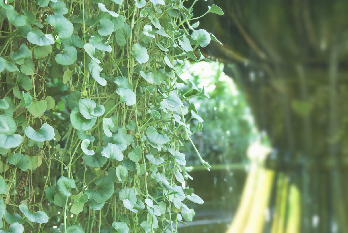 Dichondra argentea - Silver Falls Dichondra