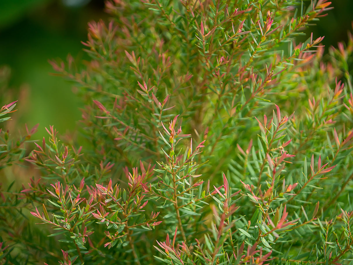 Melaleuca linariifolia 'Claret Tops' - Claret Tops Melaleuca