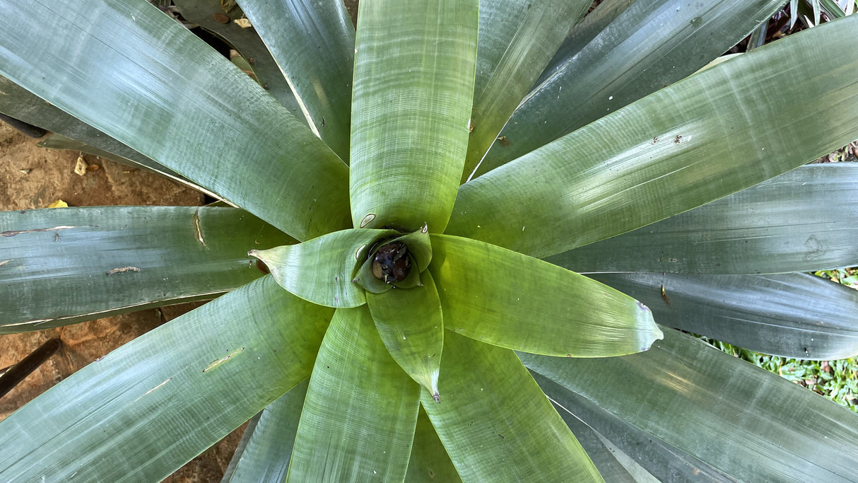 Alcantarea imperialis - Giant Bromeliad