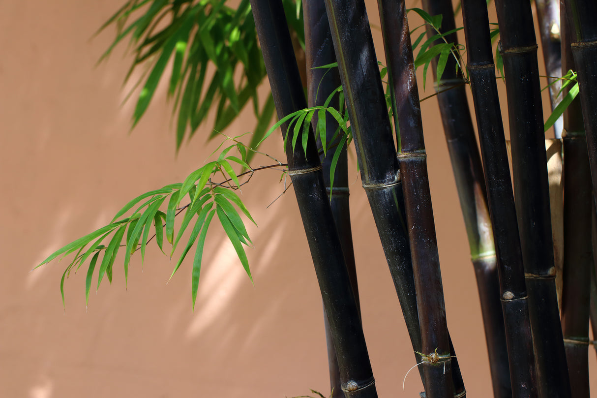 Bambusa lako - Timor Black Bamboo